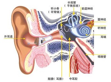耳部解剖示意图